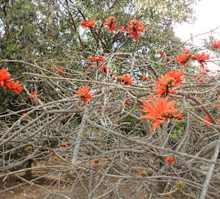 Parque Botánico de Maspalomas 13-02-2013