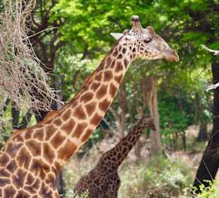 Safari Tsavo Nationalpark