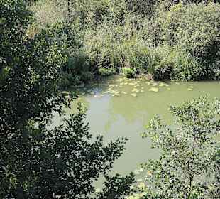 Impression vom Aussichtsturm Moorochse