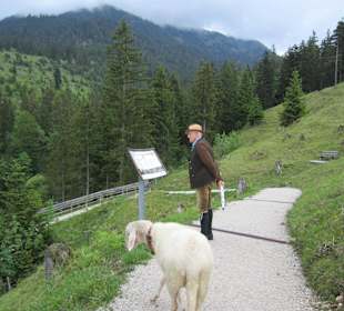 Auch das kann Sport sein - Wanderung mit dem Schaf