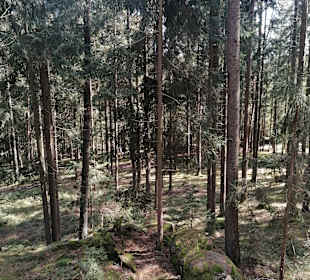 Moorwald 