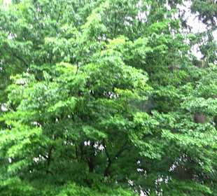 Baumlehrpfad Glacis Park