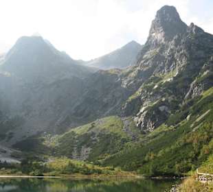 Plesnivec