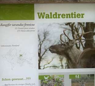 Eurasienbereich - Waldrentier