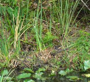 Viele Alligatorenbabys