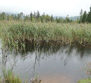 Unterwegs auf dem Moor-Erlebnis-Pfad von Inzell 