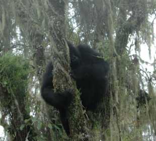 Berggorillas im Volcano National Park