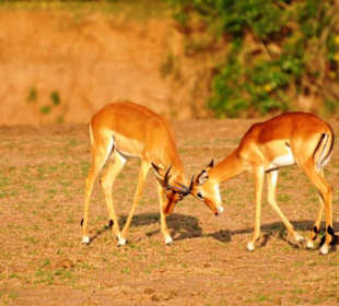 Kämpfende Antilopen