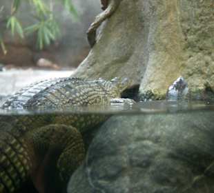 Kumpel mach mal Platz