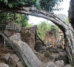 Natur holt sich ihren Teil zurück