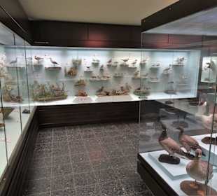 Rundgang durch das Zoologische Museum