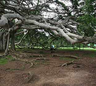 Botanischer Garten Kandy