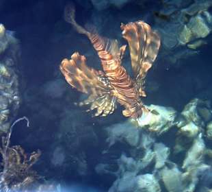 Der "hauseigene" Rotfeuerfisch am Riff