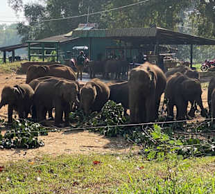 Elephant Transit Home