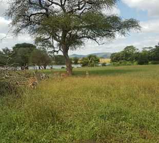 Erlebnisse und Wege der Safari