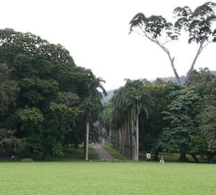 Botanischer Garten Kandy
