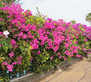 Blütenpracht an der Promenade