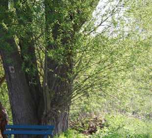 Der alte Baum mit der Bank