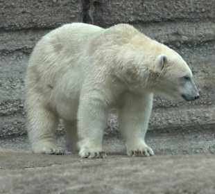 Tierpark Hellabrunn - Polarwelt