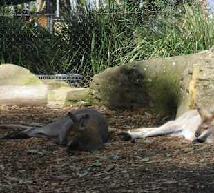 Taronga Zoo