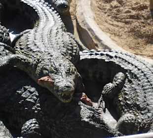 Krokodile bei der Fütterung