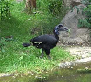 Tierpark Hellabrunn - Afrika