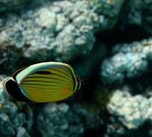 Rafa przy pomoście "Stella"