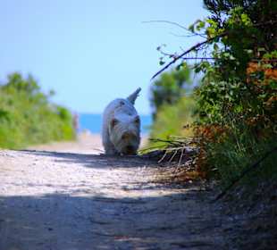 Naturschutzgebiet dei Pini