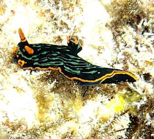 Nacktschnecke Hausriff Bituon Beach 