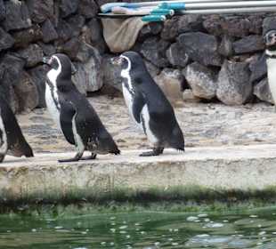 Tropical Park Guinate