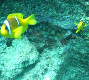 Clownfisch - Familie