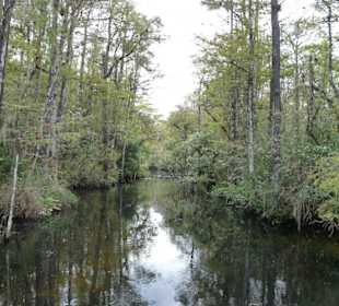 Cyprress National Preserve