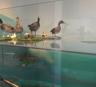 Museum Natur und Mensch