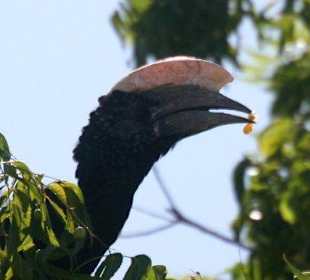 Silberwangentukan