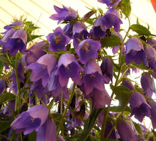 Blumen