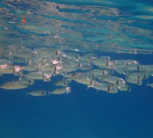 Makrelen bei der Nahrungsaufnahme