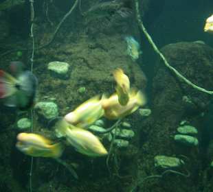 Tolle Anlage das Aquarium