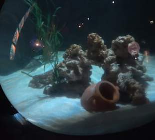 Sea Life