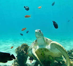 Schnorcheln Marsa Alam