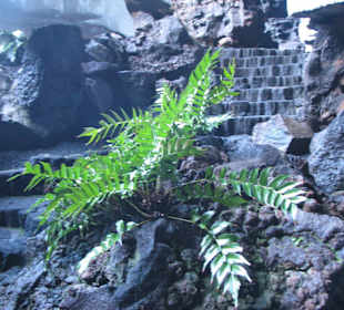 Treppe vom unterirdischen See zum Jameo Grande 