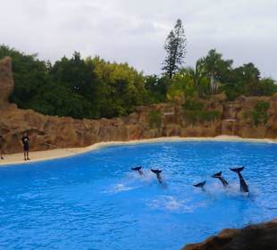 Ausflüge. Loro Park