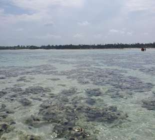 Blick vom Riff zum Strand