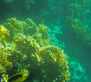 Das Riff am Hotel Iberotel Lamaya Resort