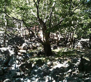 Near 'Poly Nero' springs at Selakano