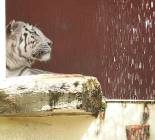 Kameltheater & Weißer Hof
