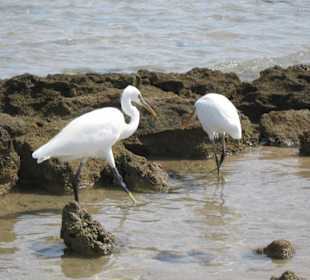 In der Nähe des Hotelstrandes Sensimar Makadi Hotel