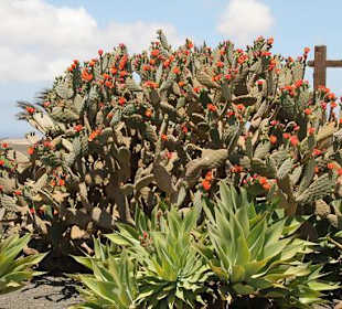 Museo Agricola el Patio