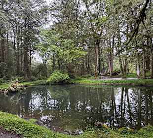 Alishan National Forest