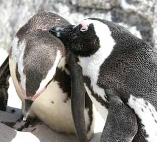 Boulders Beach, jackass penguins