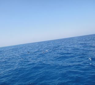 Delphinschwimmen mit Delfine & Meer Hurghada